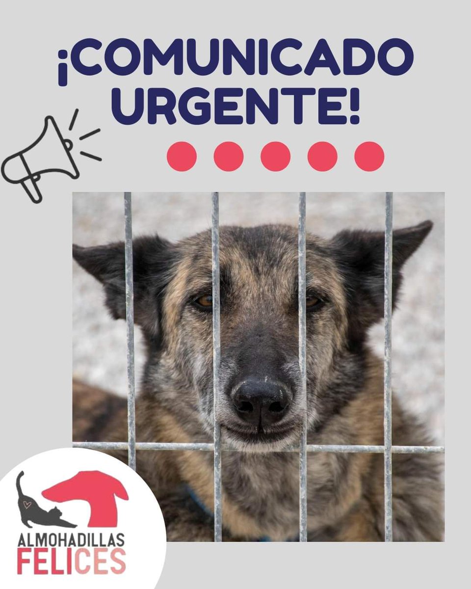 ¡COMUNICADO URGENTE!
Hace 2 días pedimos ayuda desesperada para nuestros 80 perros y, ¿sabéis cuántas donaciones hemos tenido en estas 48 horas? NINGUNA. Si, has leído bien. Ni una sola donación 😞.

El refugio está en una situación más que crítica. Las facturas veterinarias no