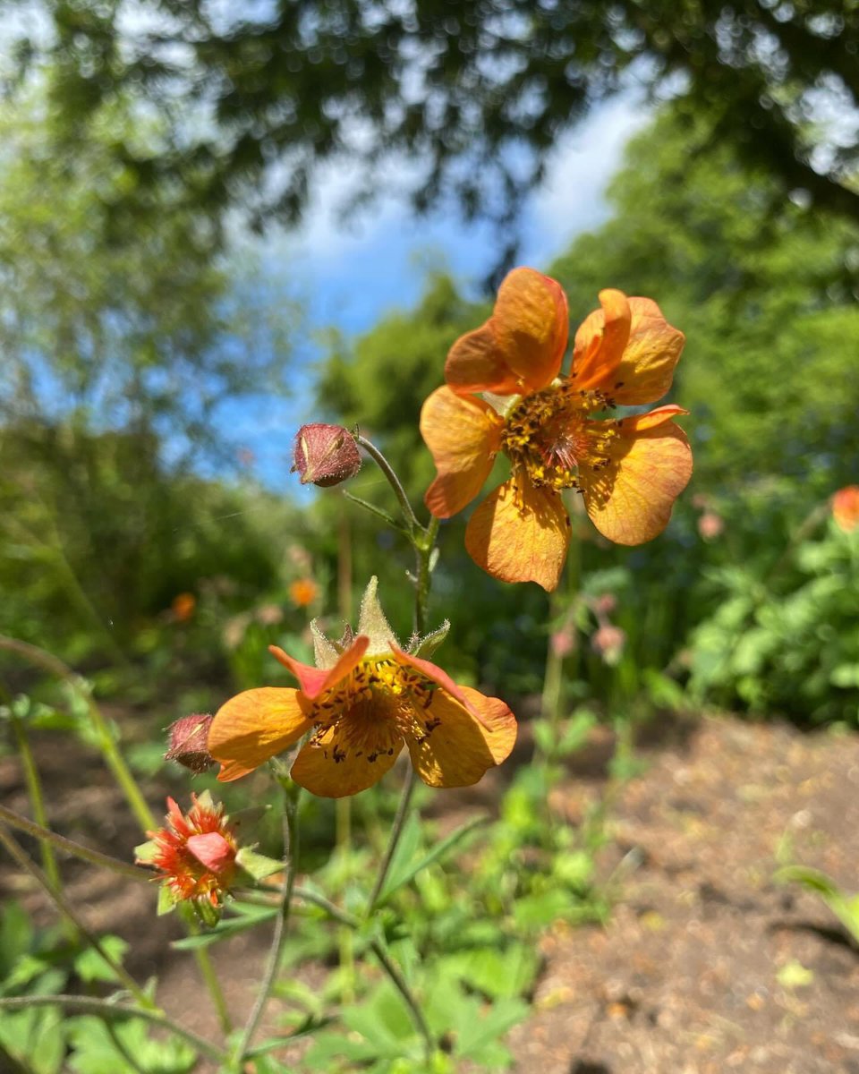 Geums are featuring in the Walled Garden at the moment with it’s array of fiery colours. Three stand out varieties used in the WG include Rusty Young, Scarlett Tempest and Rubin’(4)
#pictoncastlegardens #gardens #pembrokeshire #geum #flowers #rhs @the_rhs