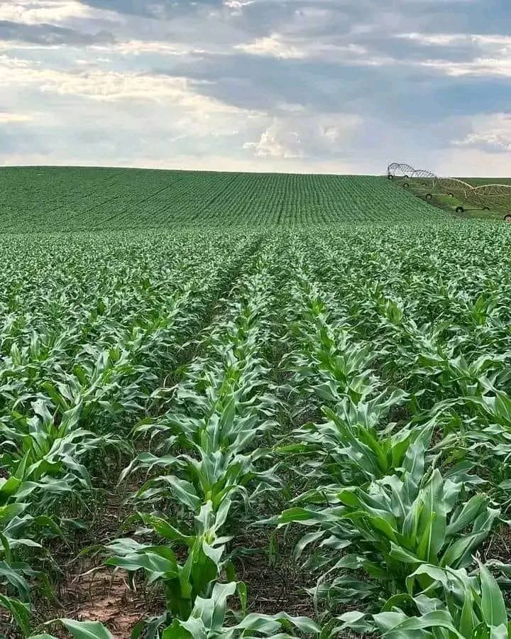 If you are interested in modern maize farming, like and repost.