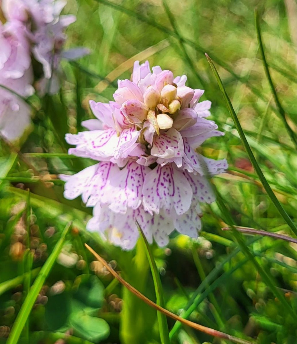 Marsh Orchids (Dactylorhiza sp.) and Heath spotted orchids (Dactylorhiza maculata) flowering along the Cliffs of Moher. County Clare, Ireland.