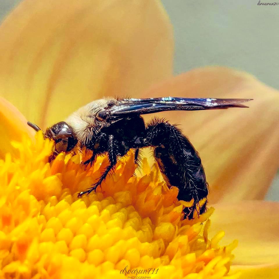 Happy World bee day 2024
#macro @MacroHour @DEFCCOfficial @WildlifeMag @NatGeoIndia @IndiAves @WildlifeMag @Nature_Graphy 
@NatureIn_Focus @AMAZlNGNATURE