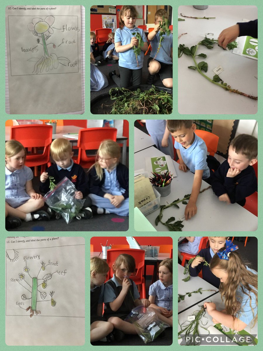 In science today we explored the different parts of a plant, we loved using our senses to explore some herbs and then labelled the different parts of a plant. <a href="/Inspire_Ashton/">Inspire Academy</a> <a href="/_InspireScience/">Inspire Science</a>