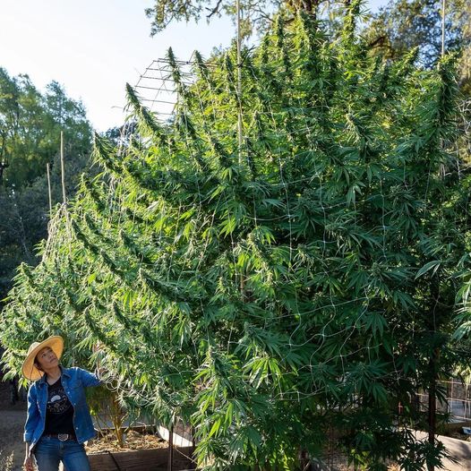 The plant can grow this big within 6 months. Trees take years to grow. The plant can be used for products such as paper 📄 #Mmemberville #marijuana #weedlovers #thc