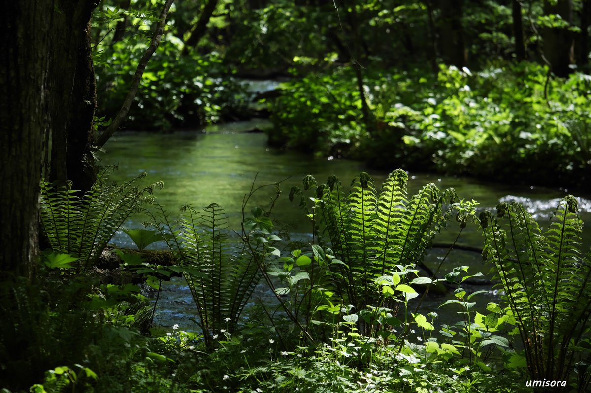 新緑の奥入瀬渓流

#lumix
#Panasonic
#lumixjapan
#shotonlumix
#lumixG9