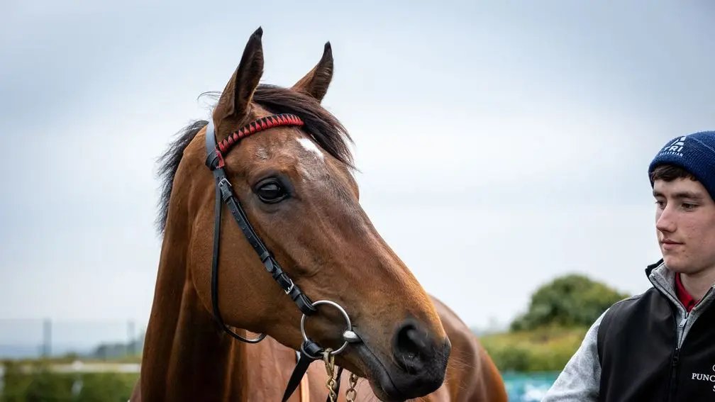 🕵️Familiar Dreams who won the Mares Bumper at Punchestown has been purchased by Qatar Racing for 310k and sent to Gordon Elliott for training...

She is entered at Cork tomorrow in a 1m4f Fillies Maiden and has Royal Ascot as her main target this season