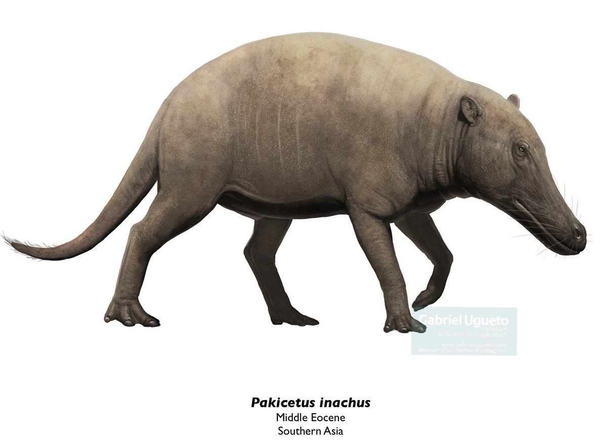 One of the earliest whales, yes you read that right. Pakicetus