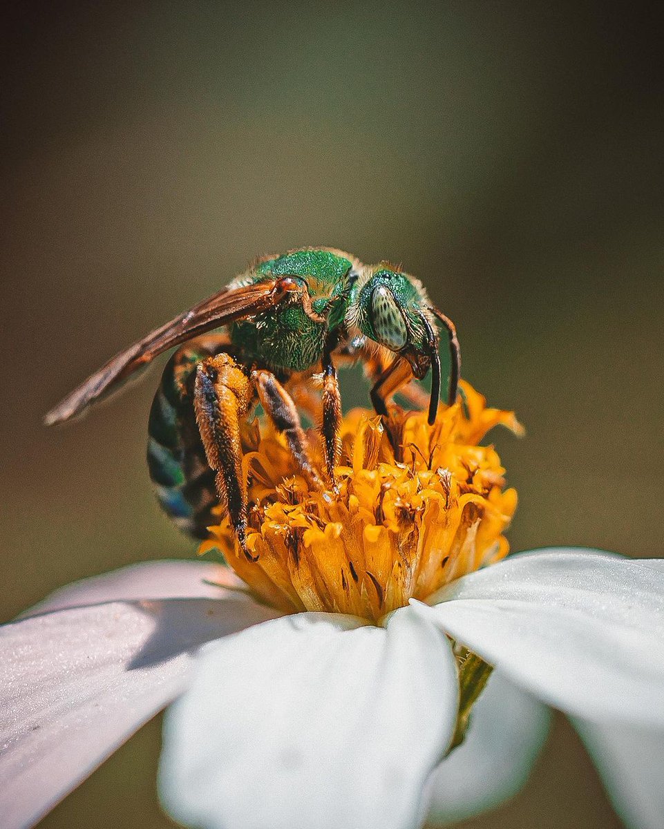 Bzzz, it's #WorldBeeDay 🐝 Did you know our work protects even the smallest of Florida natives?

These pollinators thrive amongst undisturbed nesting areas overflowing with nectar-rich native wildflowers. 🌼

In other words, they love 𝒘𝒊𝒍𝒅 Florida.

📸: @hannahshoneycomb