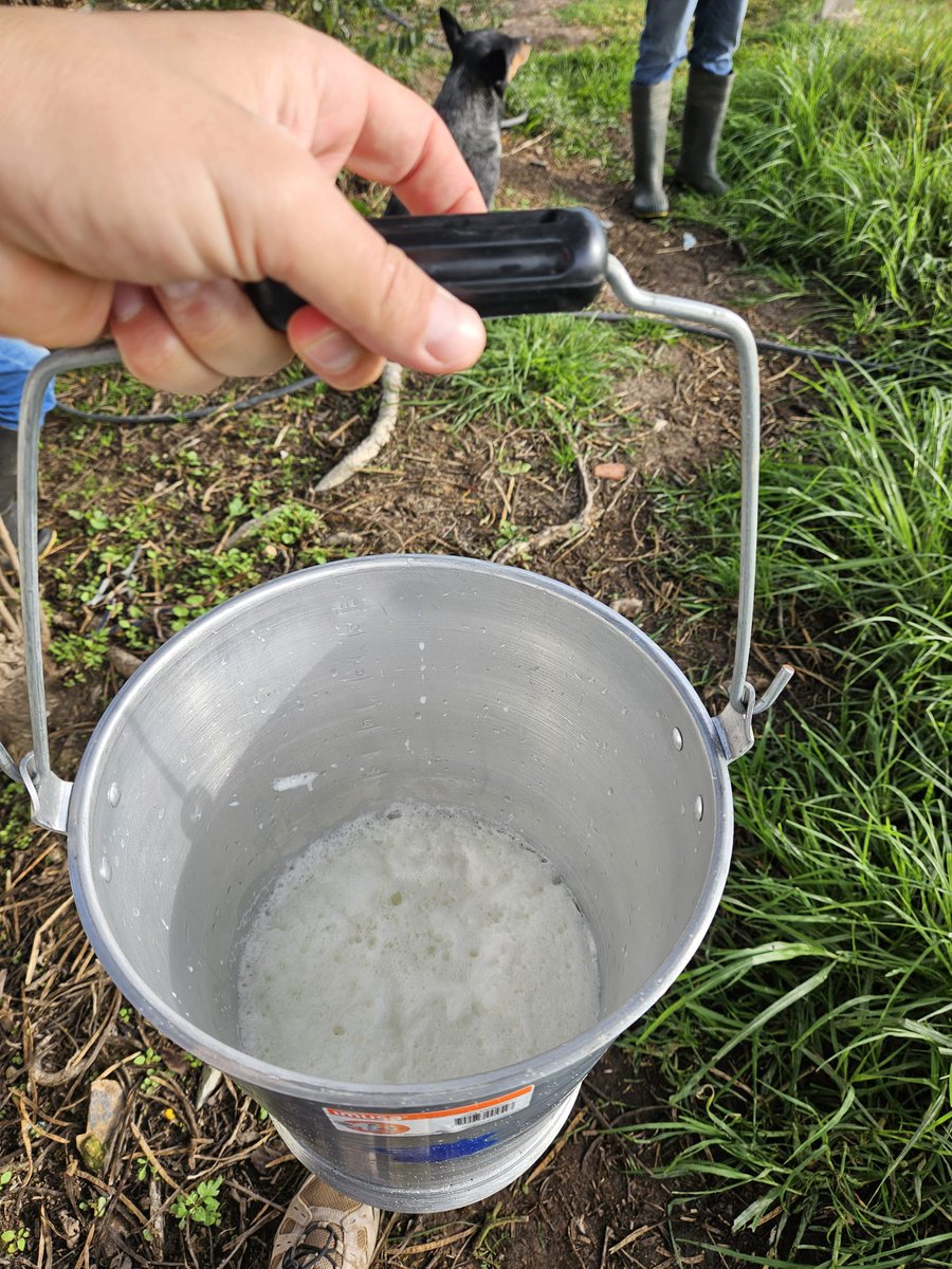 TrigopolisHQ's tweet photo. Hello Harvesters! We are excited to share that our cows have started producing milk! 🥛🥛🥛

#tokenized #RWA #Colombia #web3 https://t.co/Tnr4E7gTbB