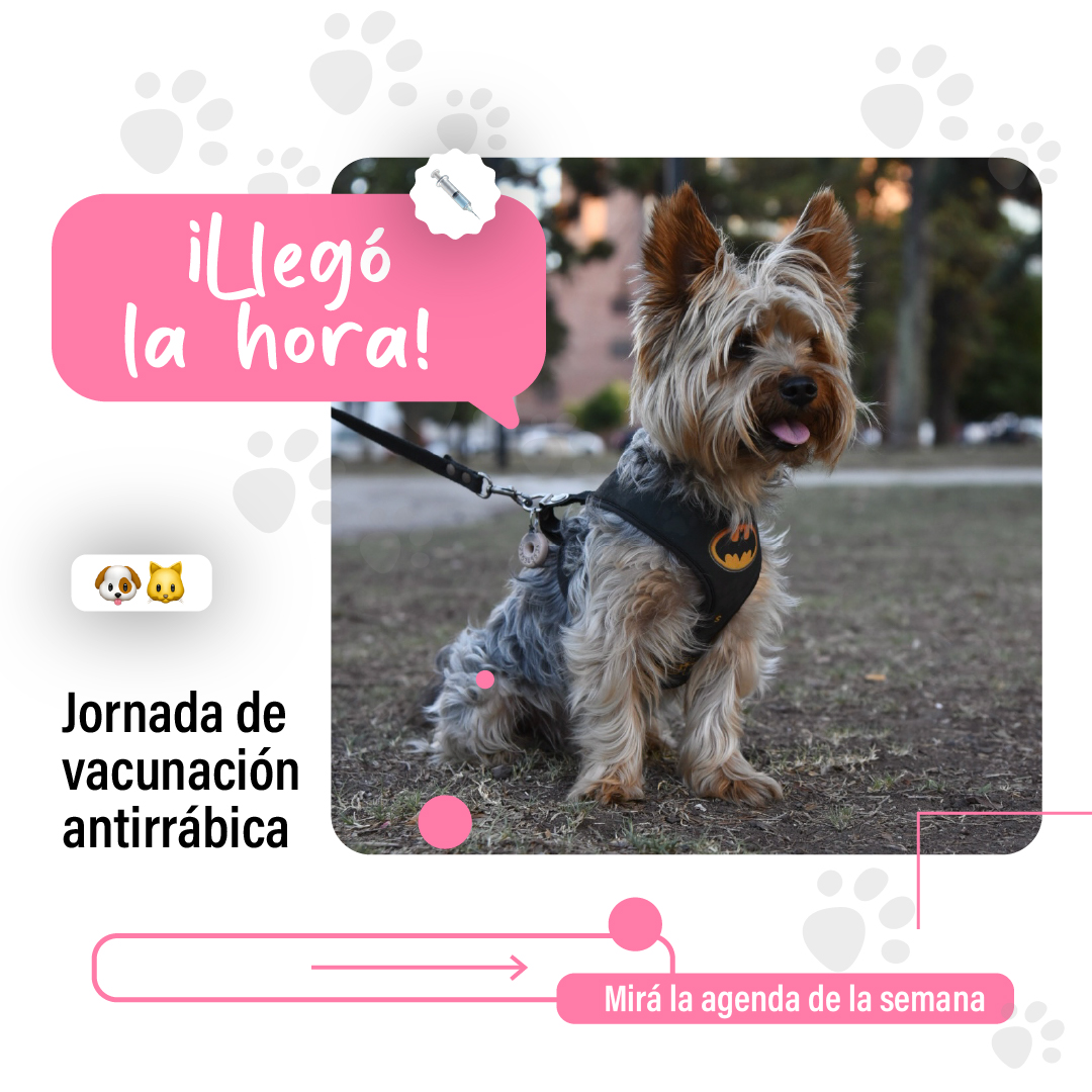 LaPlataMLP's tweet photo. A tus 🐱🐶 les gusta esto. Agendá las nuevas jornadas de vacunación antirrábica para perros y gatos 👇 Recordá llevarlos con correa, collar, jaula transportadora y bozal de ser necesario. https://t.co/cFKsiqufMR