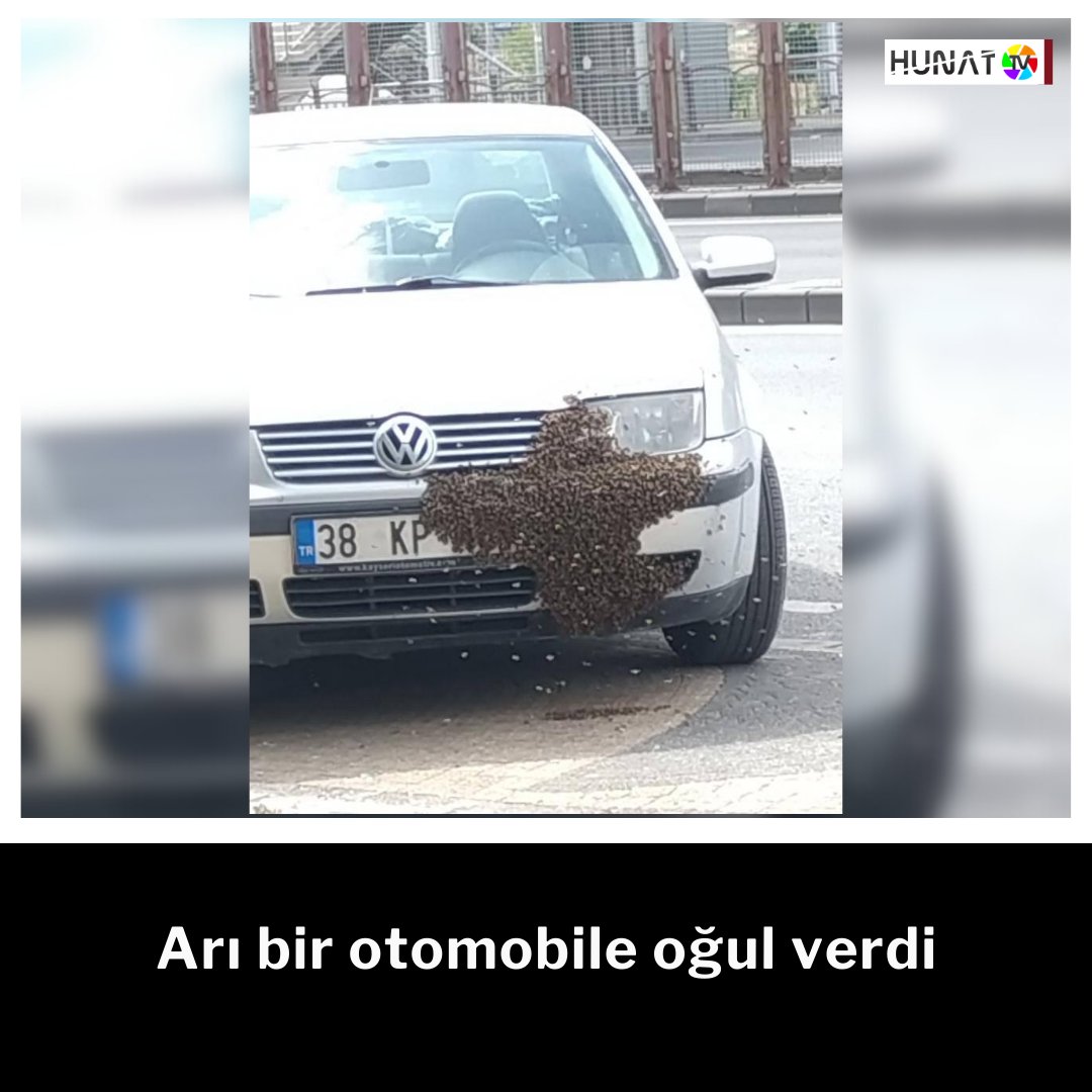 Kayseri'de Eski Sanayi bölgesinde bulunan bir otomobile arı oğul verdi. Otomobilin ön tamponuna çok sayıda arının yuva arayışında olup sarması çevredekiler tarafından görüntülendi. #kayseri