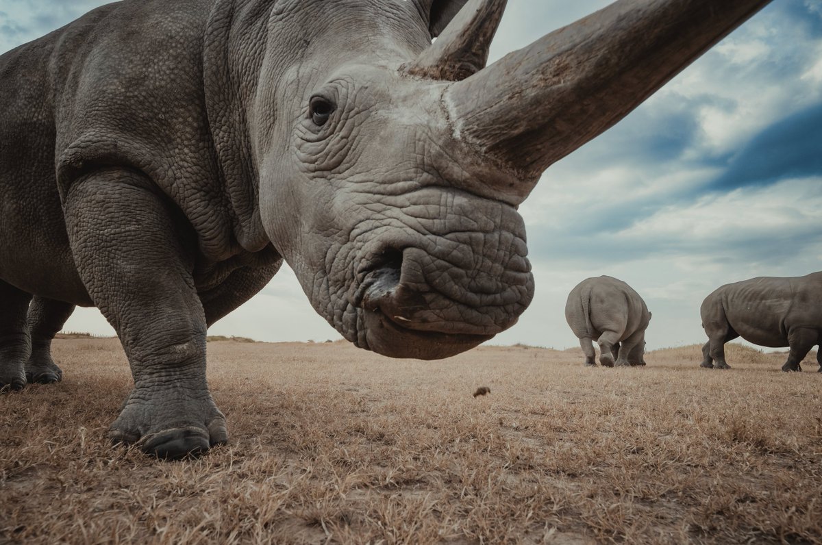 Najin and Fatu—mother and daughter, the last surviving northern white rhinos on Earth—roam the wilds here on Ol Pejeta. But a new scientific advancement means the mother and daughter may not be the last of their kind. Thread 👇