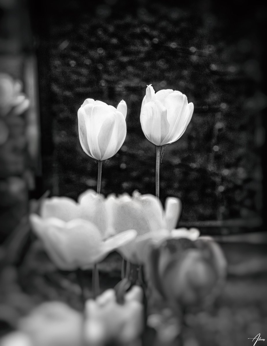 Schatten und Licht: Eleganz der Tulpen in Schwarz-Weiß.
#flowerlovers #naturephoto #NaturePhotograhpy #photographie #Fotografía