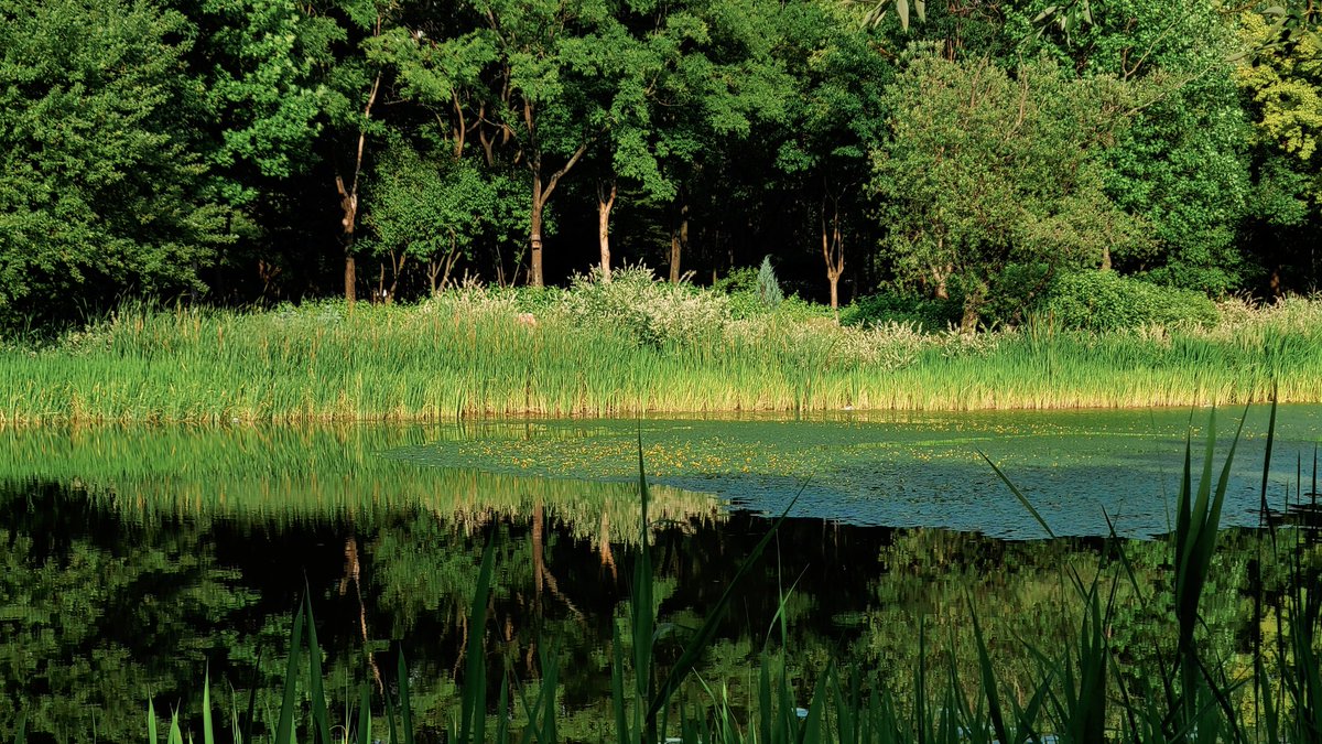 초여름의 서울숲은 온통 초록으로 가득하다