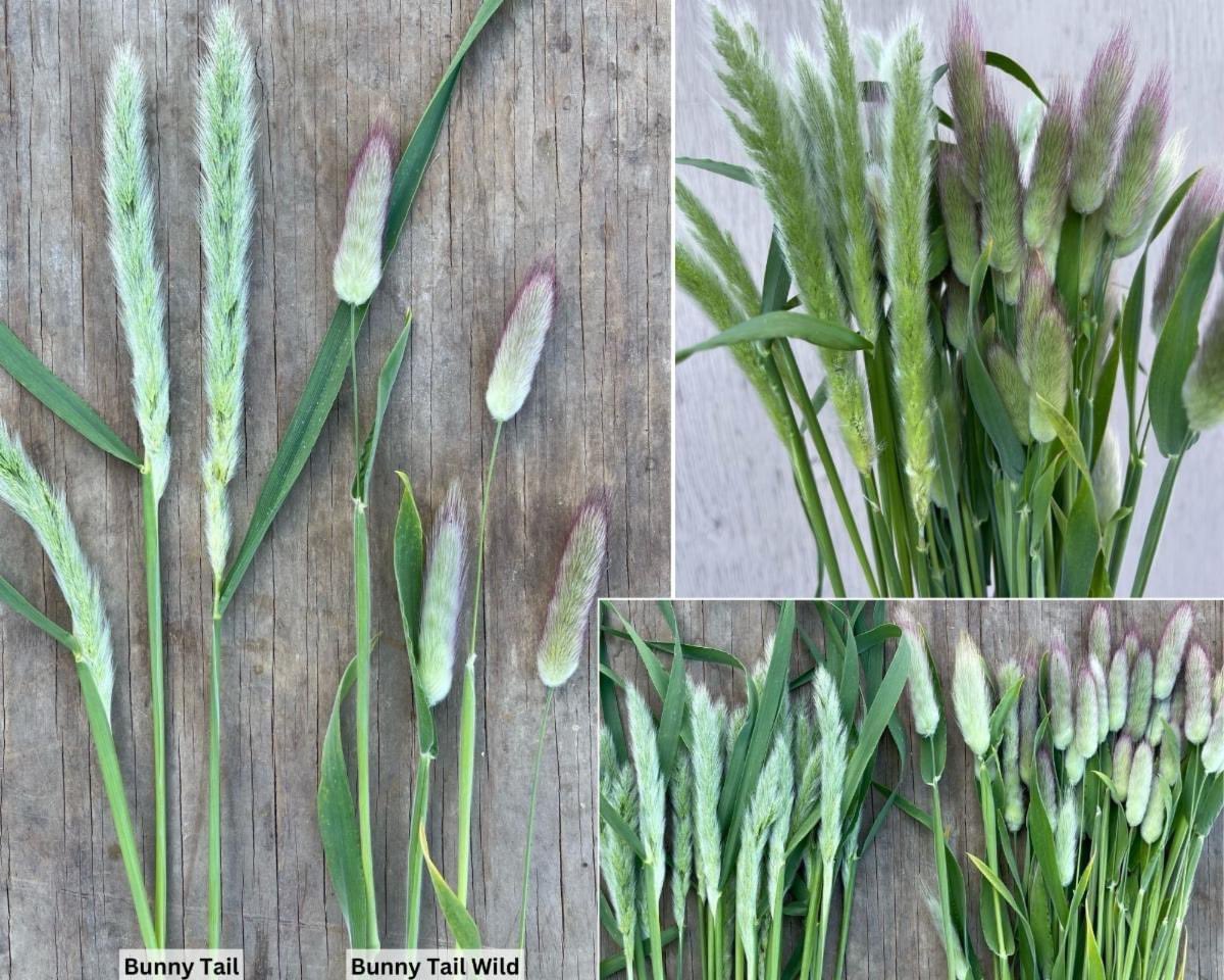 Grass Bunny Tail Regular and Wild are now available! 💚💜🍃🤩
contact me for more info
#888camflor #cagrown #certifiedamericangrown #americangrownfoliage #cutflowergrower #growershipper #weddingseason2024 #originmatters #fillers #bunnytailgrass #grasses #texture #summeriscoming