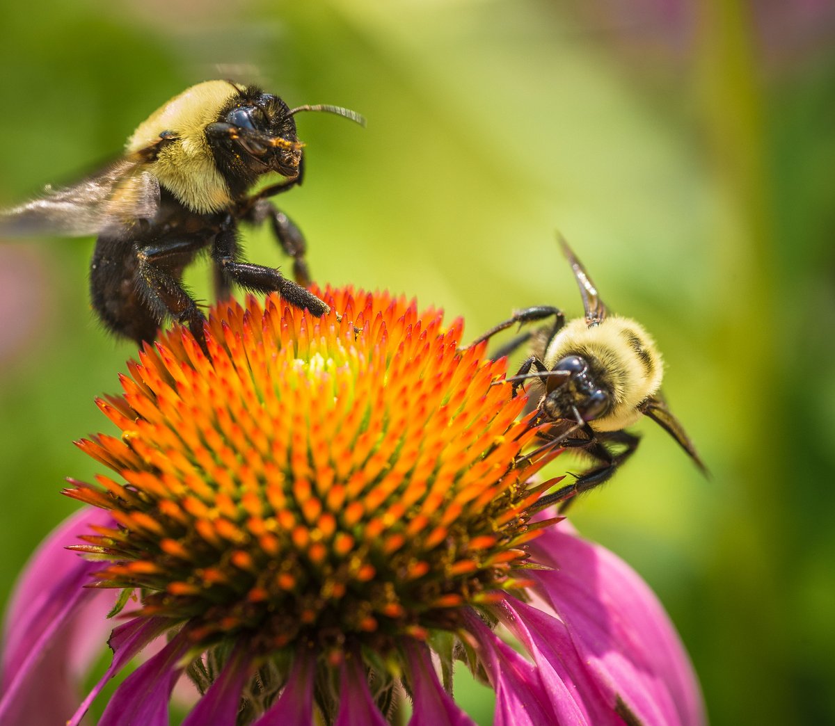 Happy World Bee Day! These pollinators provide vital but often unnoticed services with more than 3,500 species of native bees helping increase crop yields. Learn about all the different pollinator efforts at USDA: usda.gov/pollinators
