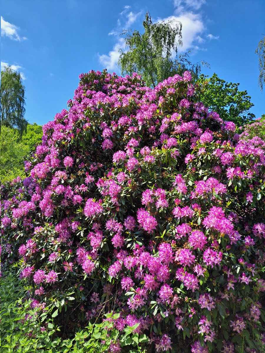 The rhododendrons are at their peak of flowering at the moment. There are mature specimens of many varieties on site.