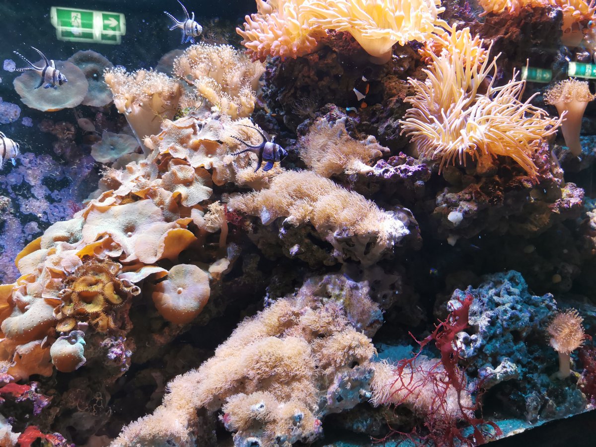 Headland Design tweet media