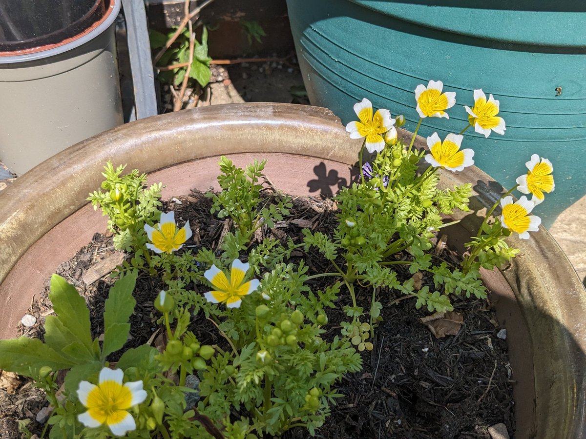 frozenprawn's tweet image. A few more #PoachedEggs 🌱😁for the Bees and Hoverflies and anyone else who is partial to them. 😉#PoachedEggPlant 🐝🌼