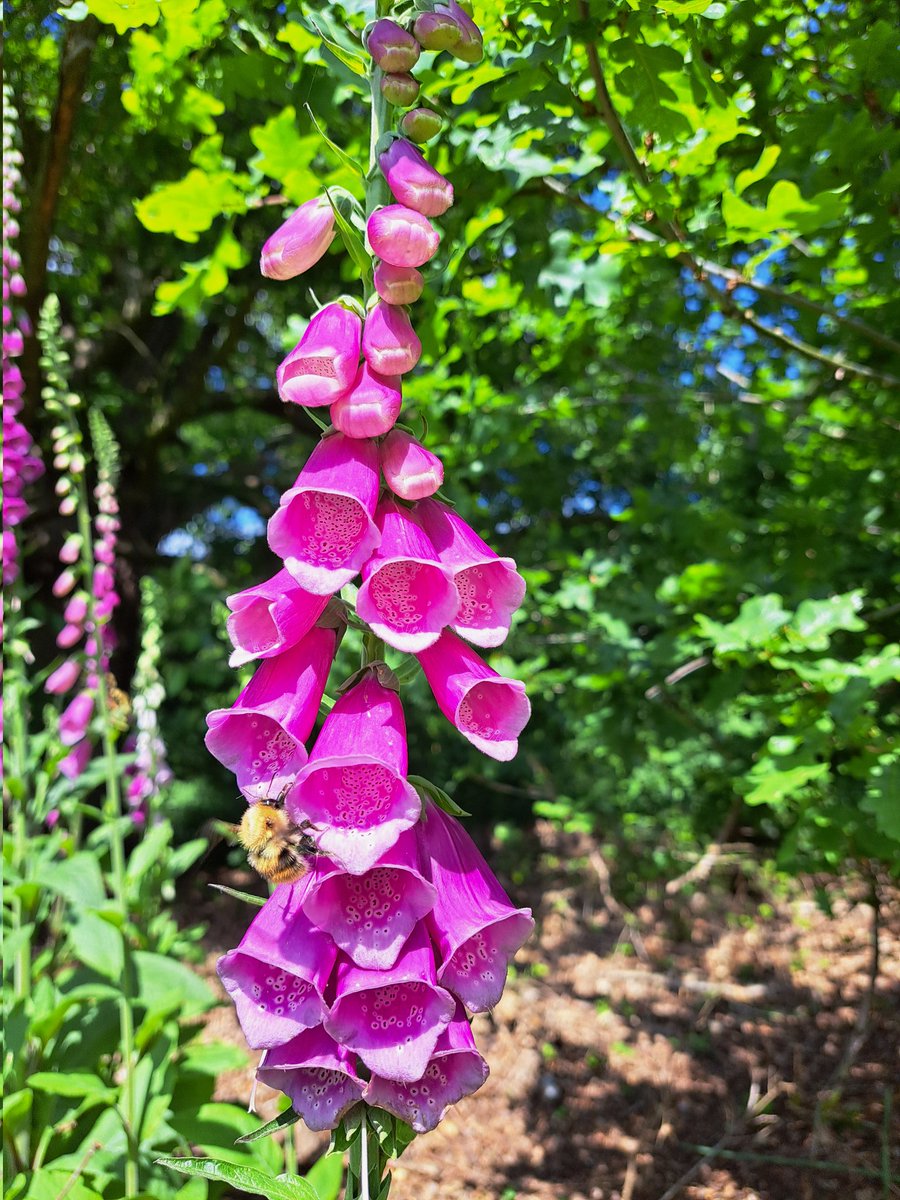Glen the IHS Groundsman tweet media