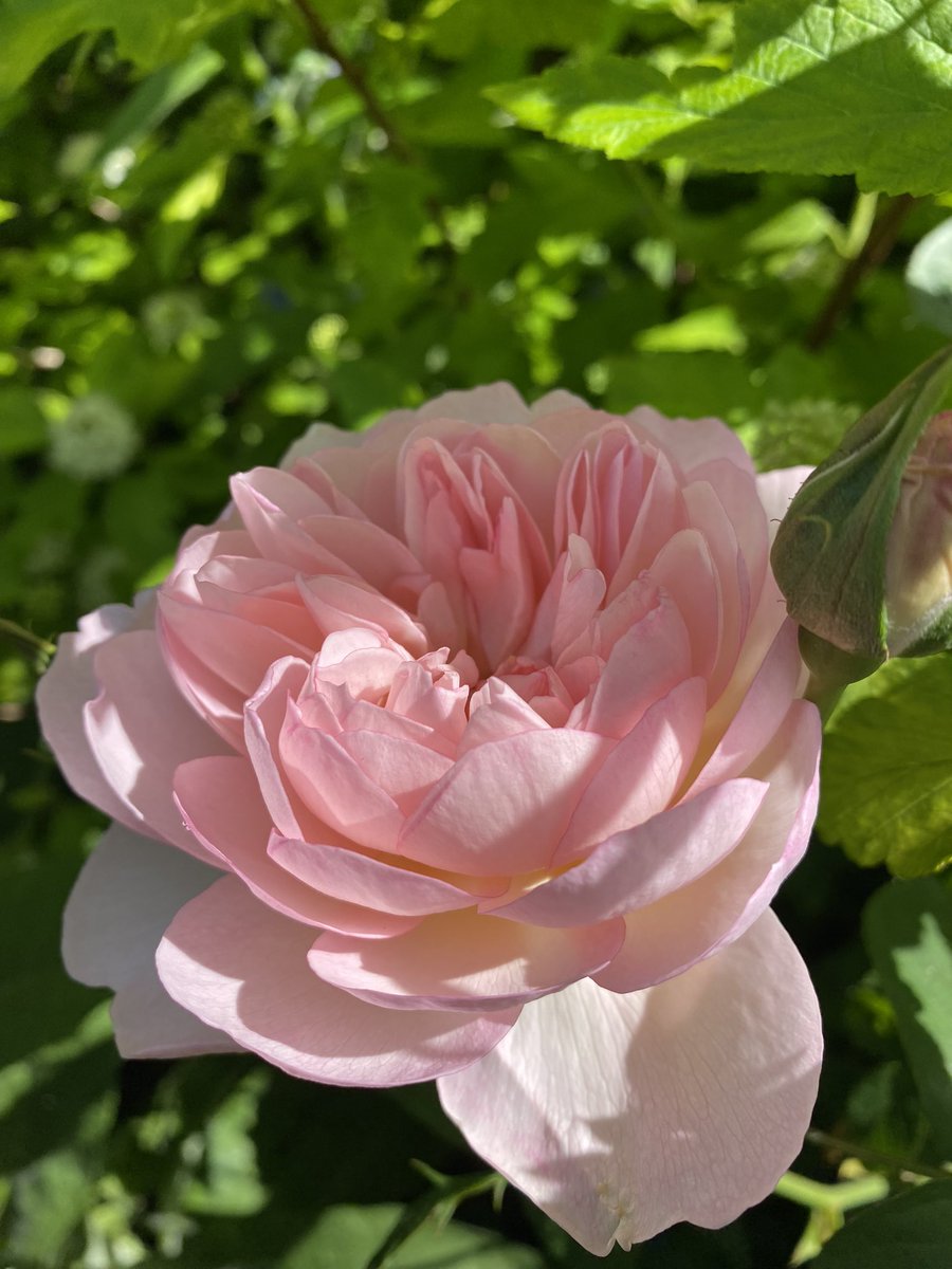 Sun 🤞, flowers and fragrance.  Really looking forward to a week of #RHSChelsea

#GardeningX #Roses #RoseADay