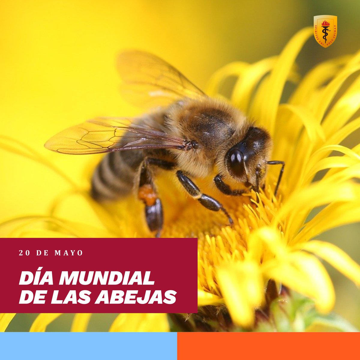 Hoy celebramos a uno de los seres más importantes para nuestro ecosistema: las abejas. Estos incansables polinizadores son fundamentales principalmente por contribuir a la producción de alimentos y al equilibrio de los ecosistemas. ♻️🌎

¡Feliz Día Mundial de las Abejas! 🐝🌼