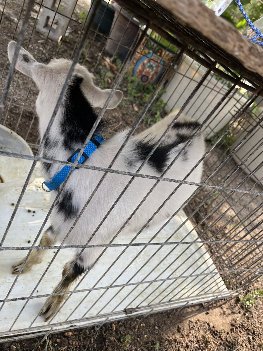 beka_hh's tweet photo. I bought a goat!!!
Everybody meet Askem🥰 https://t.co/OphyhGZ47P