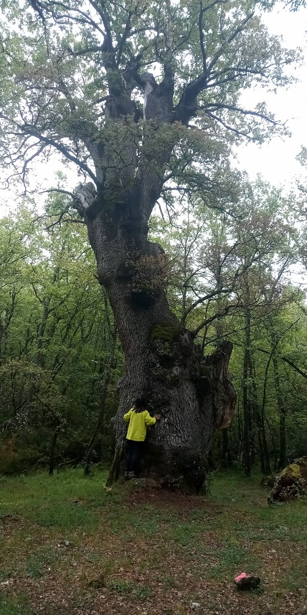 espeleogel's tweet photo. Roble de Las Palomas o Roble Gordo de Montemediano, bonito paseo por los alrededores de esta aldea hasta este árbol singular, en el Camero Nuevo, en La Rioja. https://t.co/QQdD5kO1xO