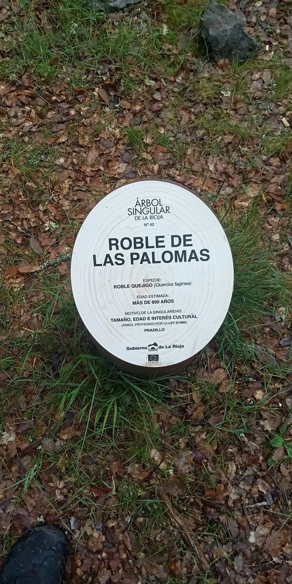 espeleogel's tweet photo. Roble de Las Palomas o Roble Gordo de Montemediano, bonito paseo por los alrededores de esta aldea hasta este árbol singular, en el Camero Nuevo, en La Rioja. https://t.co/QQdD5kO1xO