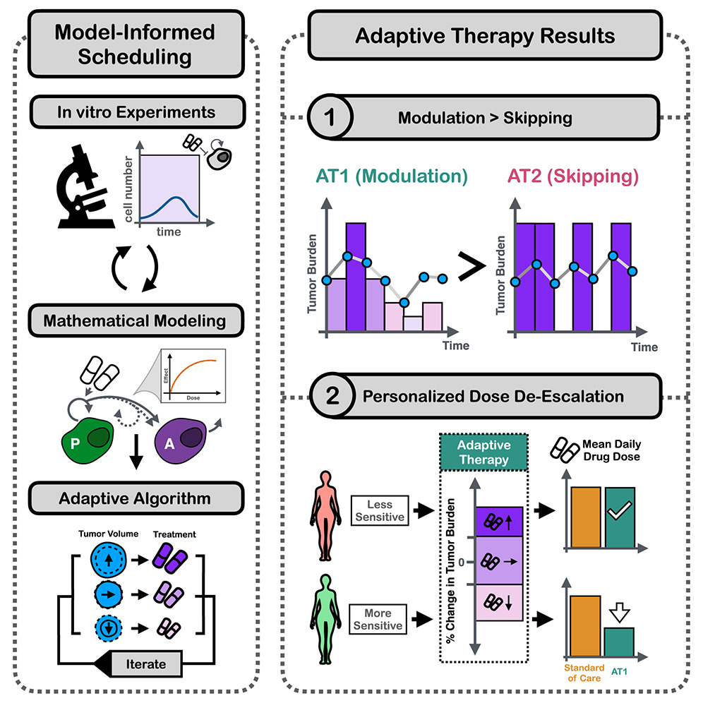Sandy Anderson (@ara_anderson) on Twitter photo Very happy to share our beautiful integrated <a href="/CellSystemsCP/">Cell Systems</a> paper led by the brilliant <a href="/StroblMAR/">Maximilian Strobl</a> doing both the modelling and experiments, To modulate or to skip: De-escalating PARP inhibitor maintenance therapy in ovarian cancer using adaptive therapy
authors.elsevier.com/a/1j7JE8YyDfql… Very happy to share our beautiful integrated <a href="/CellSystemsCP/">Cell Systems</a> paper led by the brilliant <a href="/StroblMAR/">Maximilian Strobl</a> doing both the modelling and experiments, To modulate or to skip: De-escalating PARP inhibitor maintenance therapy in ovarian cancer using adaptive therapy
authors.elsevier.com/a/1j7JE8YyDfql…