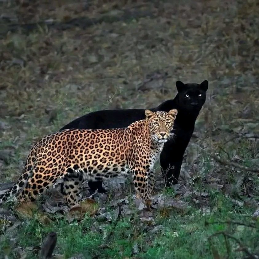 Mr Commonsense (@fopminui) on Twitter photo <a href="/Morbidful/">Morbid Knowledge</a> India-based wildlife photographer Mithun H captured the pair in the perfect position, as if the panther is the leopard's shadow. The pair are a couple, which Mithun named "The Eternal Couple." He waited for six days in the same spot to capture the moment.
Mithun H was shooting in <a href="/Morbidful/">Morbid Knowledge</a> India-based wildlife photographer Mithun H captured the pair in the perfect position, as if the panther is the leopard's shadow. The pair are a couple, which Mithun named "The Eternal Couple." He waited for six days in the same spot to capture the moment.
Mithun H was shooting in