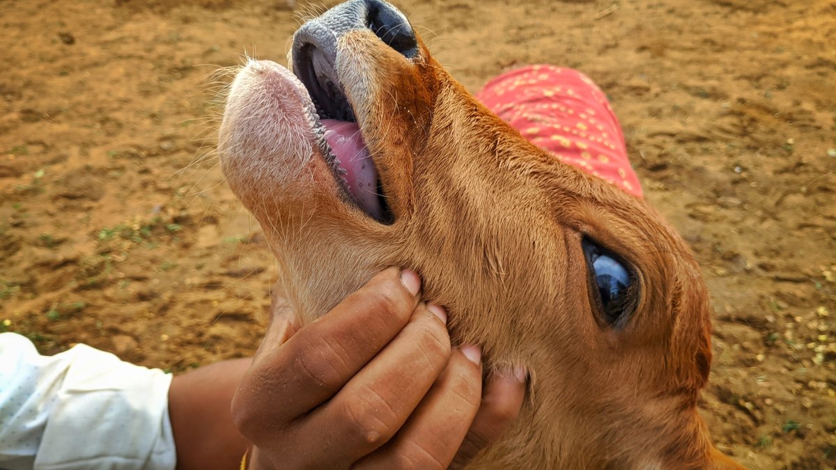 FaizelPatel143's tweet image. Eastern Cape farms in quarantine after outbreak of foot-and-mouth disease #FootandMouthDisease #EasternCape #Quarantine @DALRRDgov_ZA 

citizen.co.za/news/south-afr…