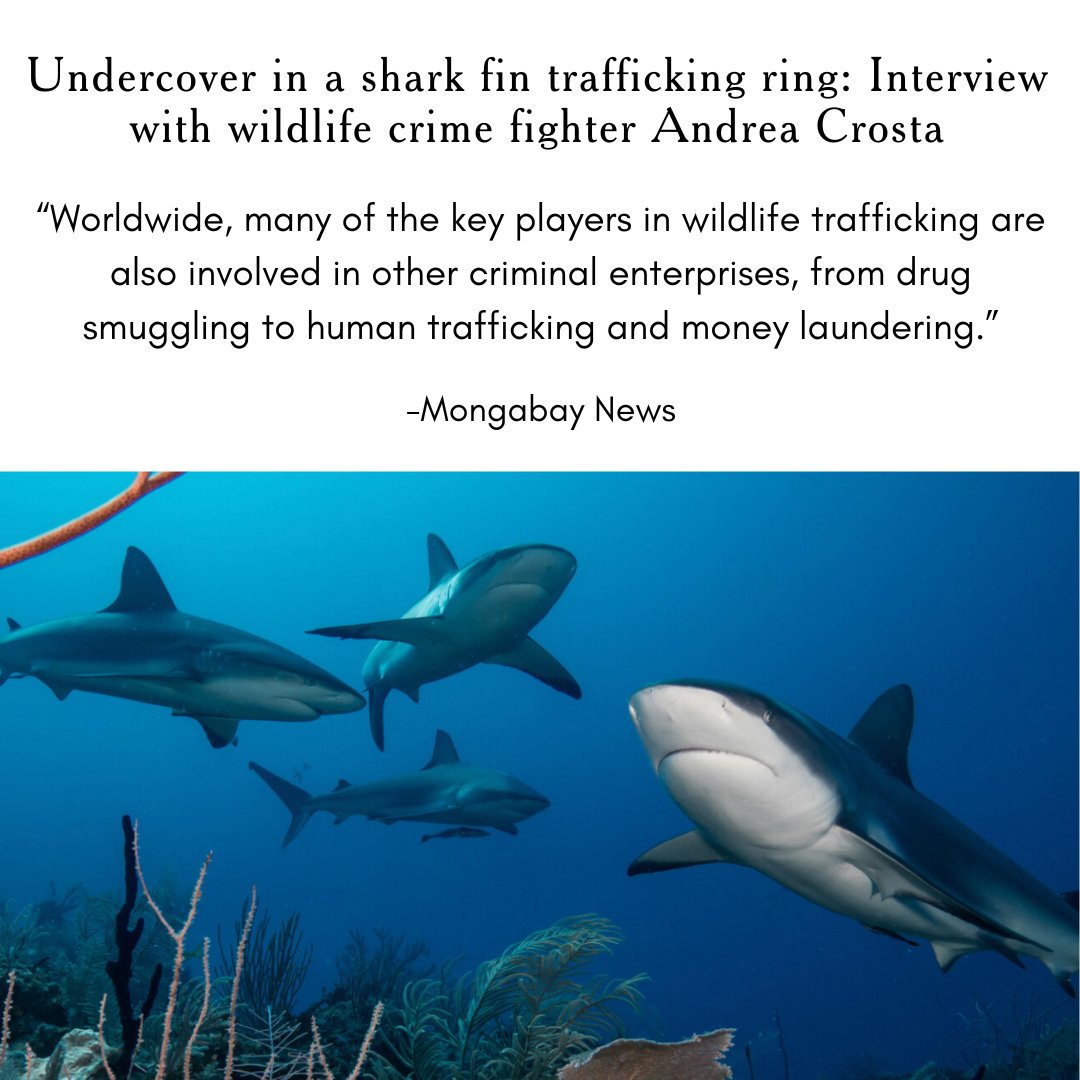 We are thrilled to announce that ELI has been featured in an article by Mongabay titled “Undercover in a shark fin trafficking ring: Interview with wildlife crime fighter Andrea Crosta.”  Read the full article to learn more about our work out in the field: news.mongabay.com/2024/05/underc…