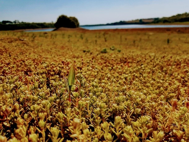 South West Lakes Trust (@swlakes) on Twitter photo It’s Invasive Species Week - but do you know what an invasive non-native species is?
Famous examples are Japanese knotweed and grey squirrels🌿
Find out more:
swlakestrust.org.uk/News/invasive-…
<a href="/SouthWestWater/">South West Water</a> <a href="/InvasiveSp/">Invasive Species Week</a>
#INNSWeek #ItsYourOutdoors It’s Invasive Species Week - but do you know what an invasive non-native species is?
Famous examples are Japanese knotweed and grey squirrels🌿
Find out more:
swlakestrust.org.uk/News/invasive-…
<a href="/SouthWestWater/">South West Water</a> <a href="/InvasiveSp/">Invasive Species Week</a>
#INNSWeek #ItsYourOutdoors