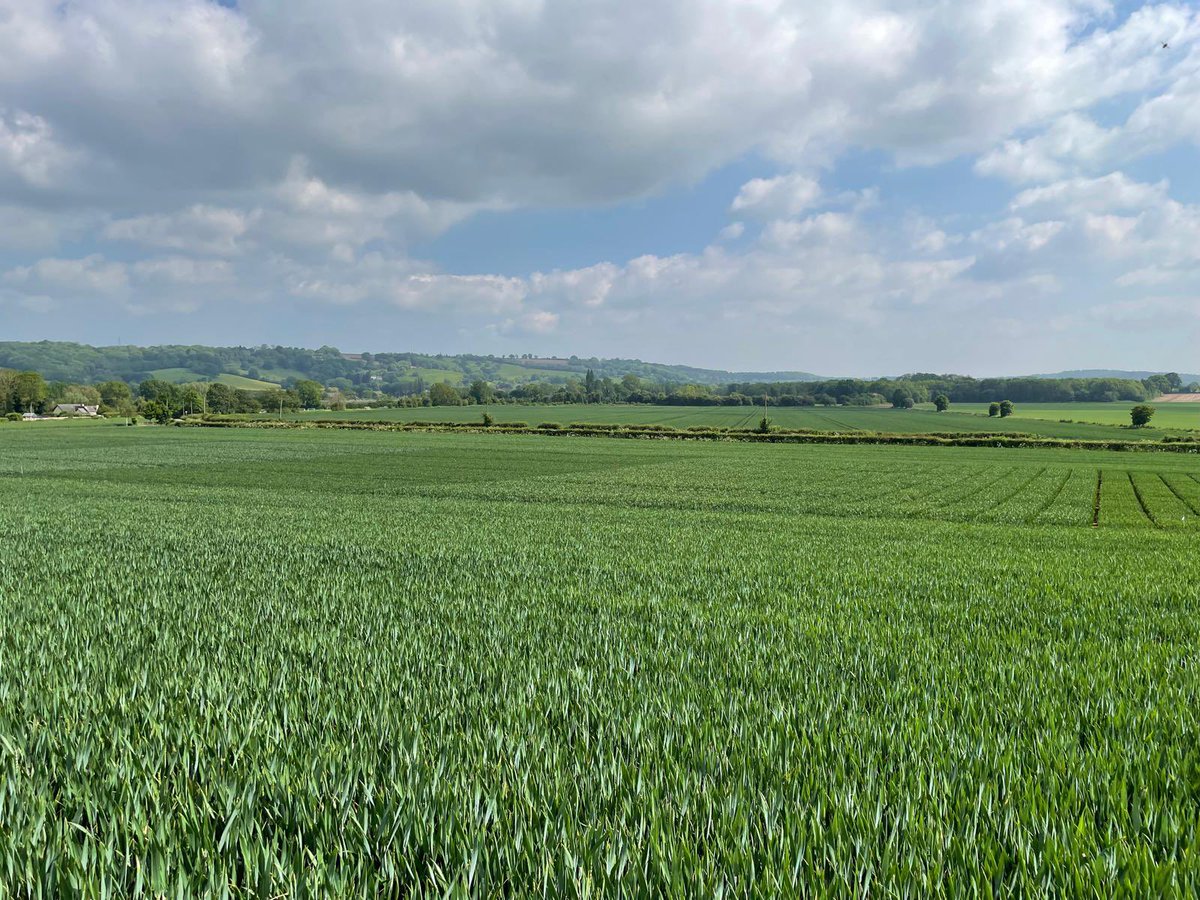 David Griffiths tweet media