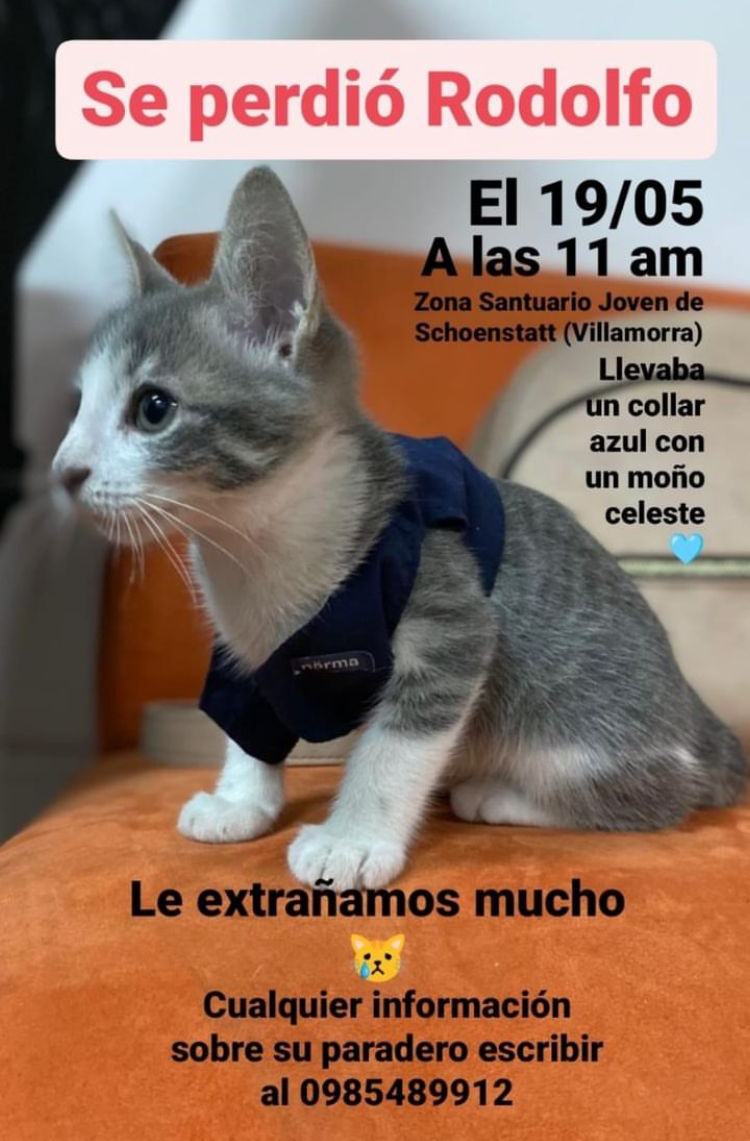koalandeMichi's tweet photo. Buscamos a Rodolfo RT 👇🏻 https://t.co/RMS2GQnWIe