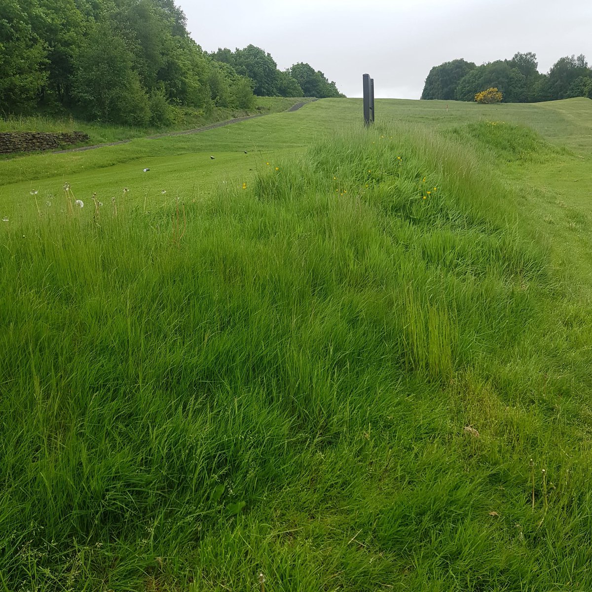 Bradley Hall GC tweet media