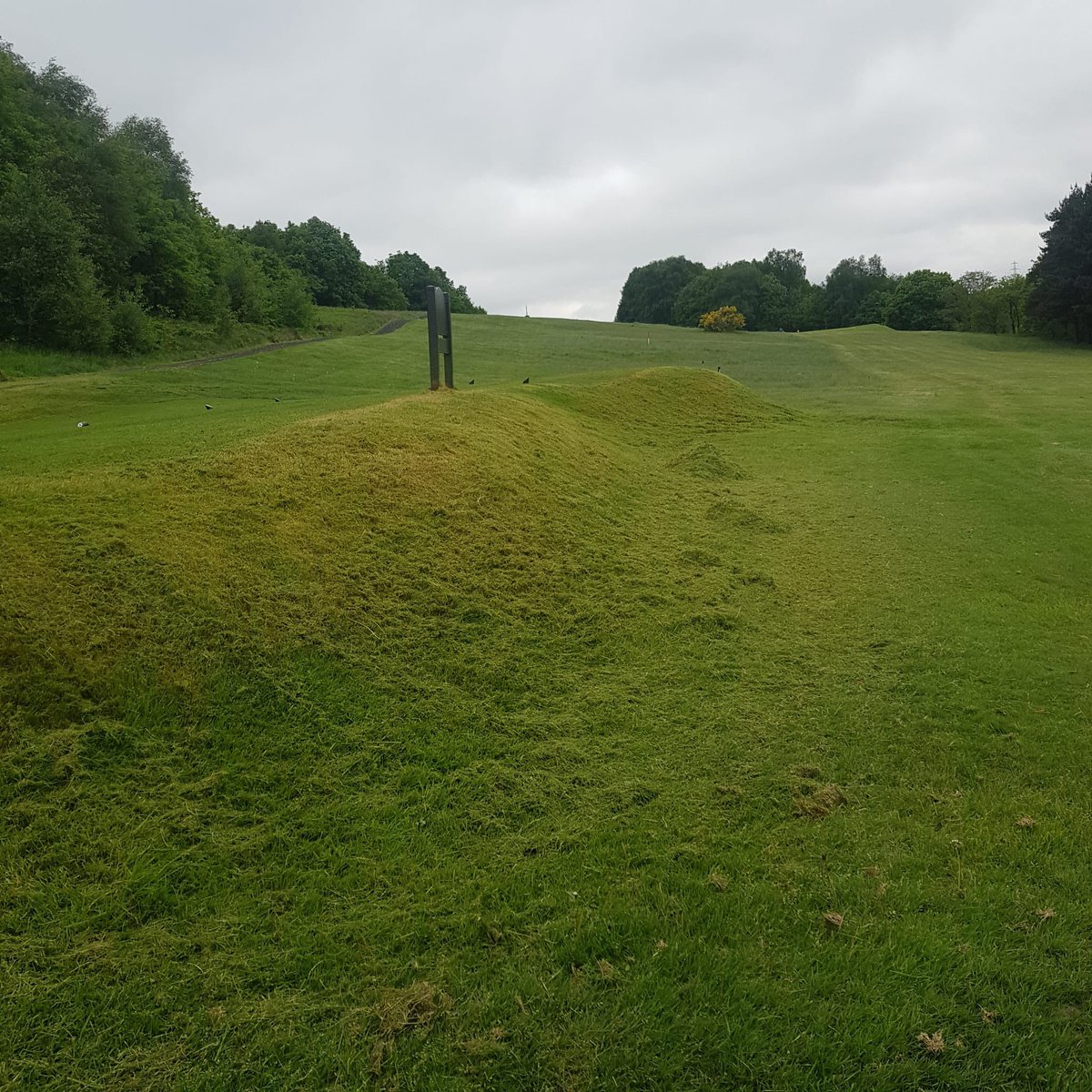 Bradley Hall GC tweet media