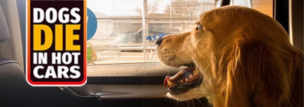 Please don't leave dogs locked in cars. Even on cloudy days, the temperature reached inside the car could cause stress, harm and possibly death to your animal. @RSPCA_official has useful advice of what to do if you see a dog in a car on a warm day: rspca.org.uk/adviceandwelfa…