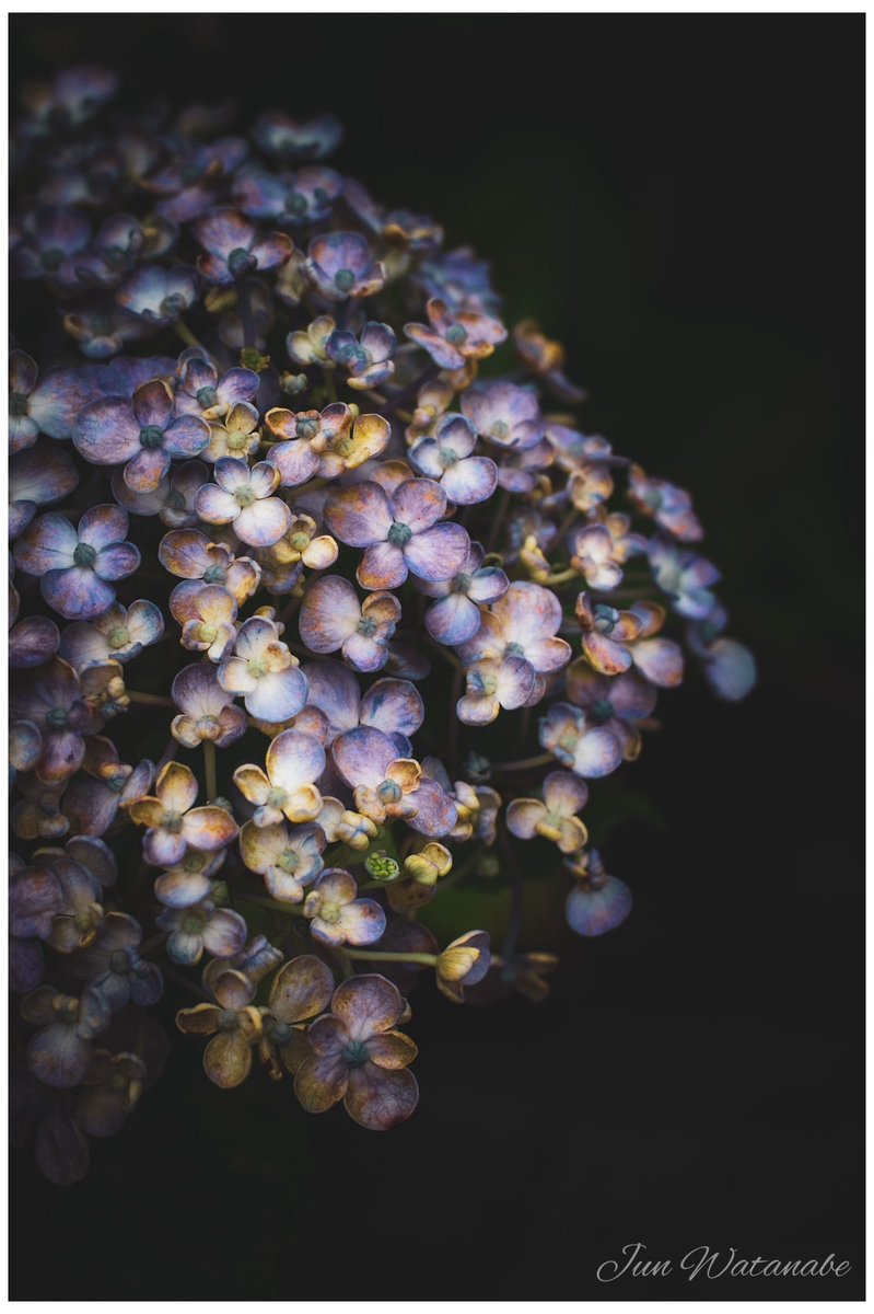 Camera:Panasonic Lumix DC-GX7MK3 Lens:Olympus G.Zuiko Auto-s 40/1.4(Pen-f mount) #snapshot #flower #flowerphotography #naturephotograhpy #landscapephotography #oldlens #lumix #花 #スナップ写真 #オールドレンズ #カメラ好きな人と繋がりたい #写真好きな人と繋がりたい #キリトリセカイ