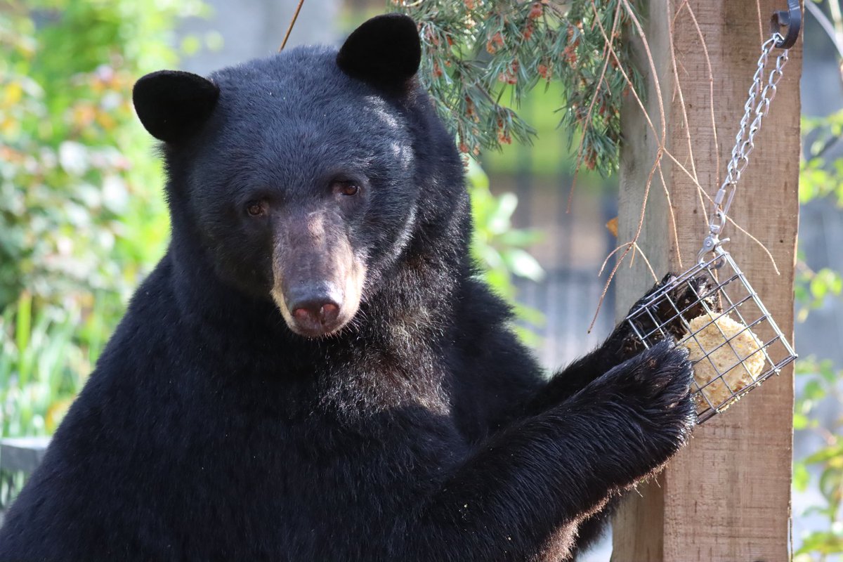 Look who just stopped by.  #backyardbearing #birdlover #bearsoftwitter