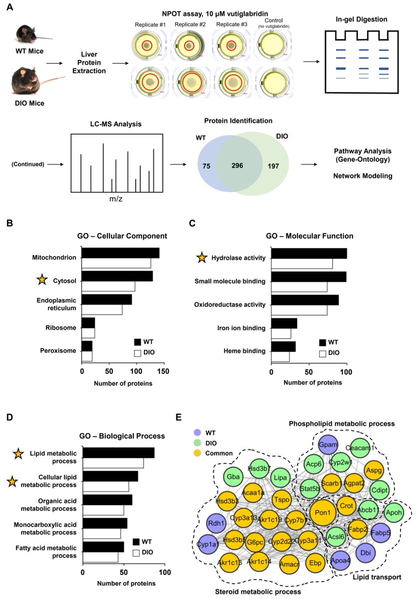 #HighlyAccessedPaper Read now ➡️ 'Vutiglabridin Modulates Paraoxonase 1 and Ameliorates Diet-Induced Obesity in Hyperlipidemic Mice' by Srinivasa T. Reddy, et al. 👉 brnw.ch/21wJXjR