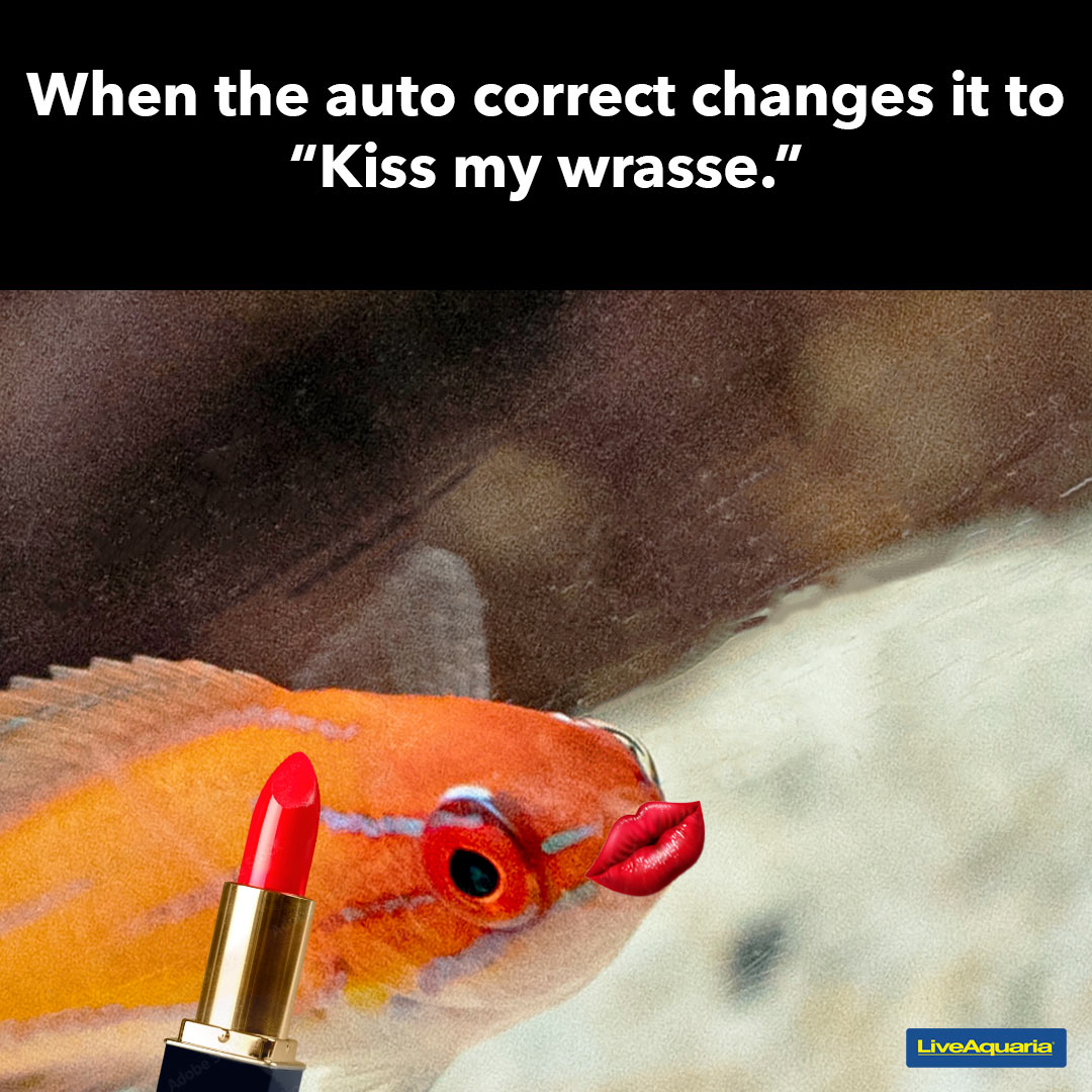 How often does this happen to you? Comment below.

#liveaquaria #fishkeeper #mememonday #funny #foryou #fishlovers #funnyfish #autocorrect #tecnology