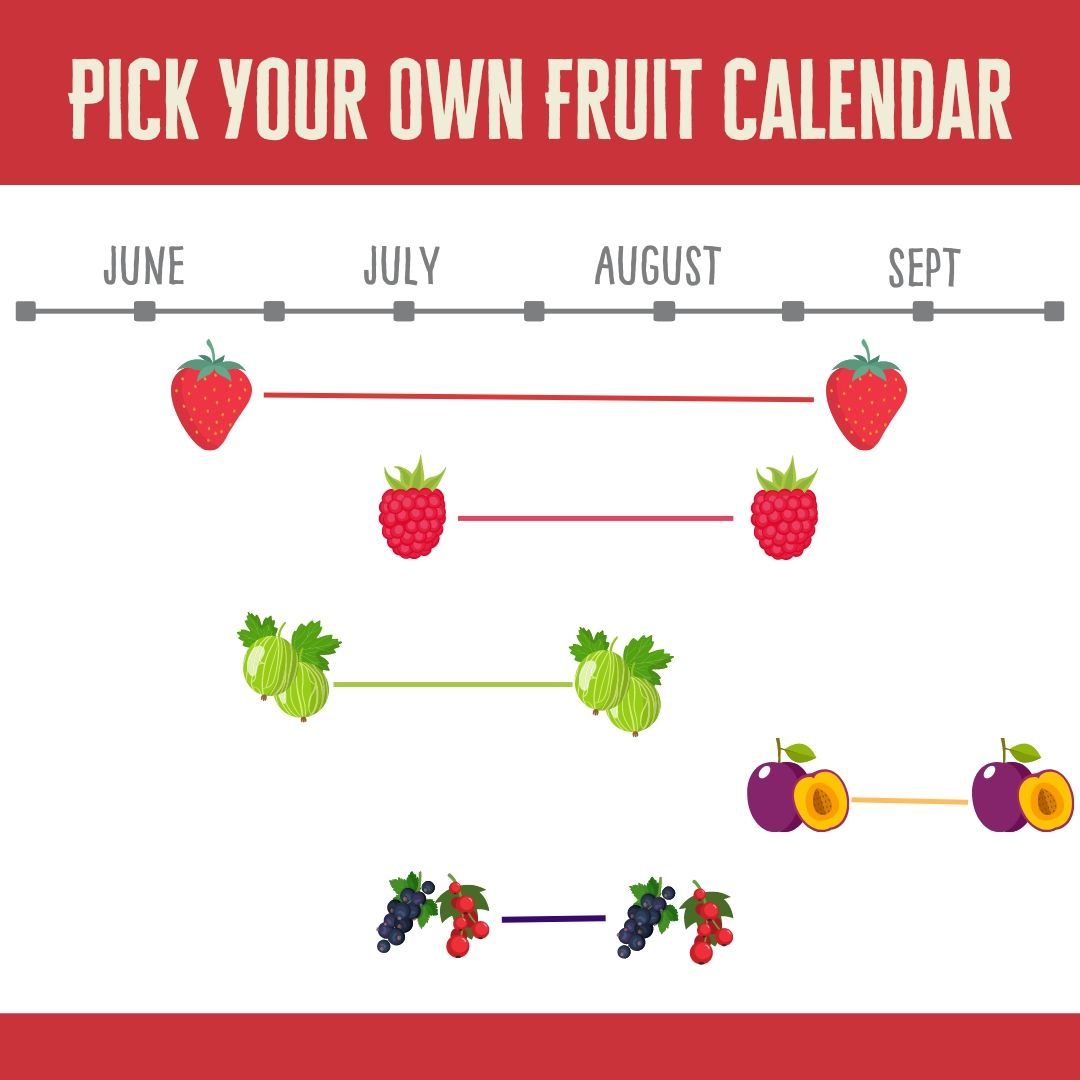 brocksbushes's tweet photo. Today is #NationalPickStrawberriesDay! 🍓

Our strawberries aren't ready to pick just yet, so we've created this handy calendar so you have an idea of what will be ready and how long each crop is approximately in season for. 

Sign up to our newsletter for PYO ticket alerts! https://t.co/wOA7Q7waPK