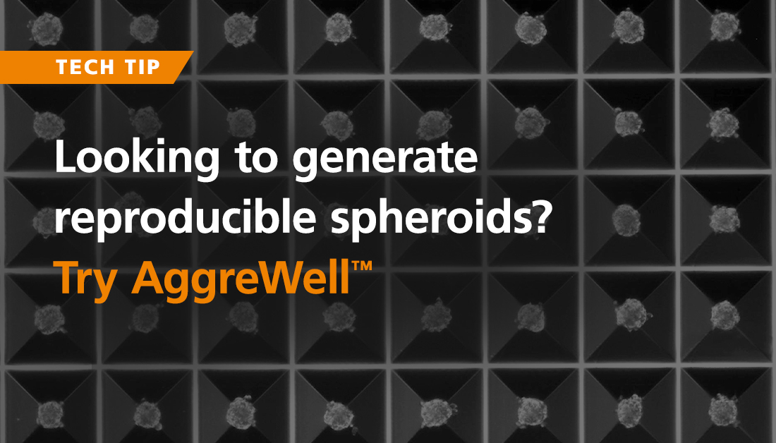 The Goldilocks of cell aggregate research is here! 👧🏼🐻🐻🐻

Spend less time looking for an approach to gain control over your #spheroids and try AggreWell™ microwell plates to consistently generate 3D cell aggregates of a defined size: bit.ly/3V1QHSS