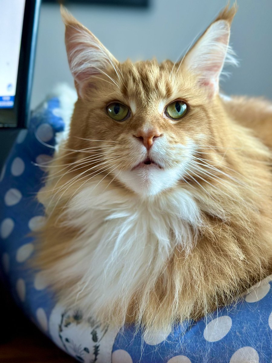 Baked a Gizmo loaf for a change - think it turned out pretty well! 😸😸🦁🦁 #kittyloafmonday #teamfloof #CatsofTwitter