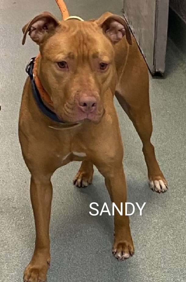 SANDY🩷 155277 #NYCACC Owner was arrested & SANDY was brought to the shelter😔 Beautiful, 3 yr old is scared but doing her best! She likes going for walks & is good on leash🦮 Enjoys affection & being petted💞 Spayed. Loves treats🥓 PLEASE FOSTER/RESCUE #PLEDGE #SHARE 🙏🆘💉😔
