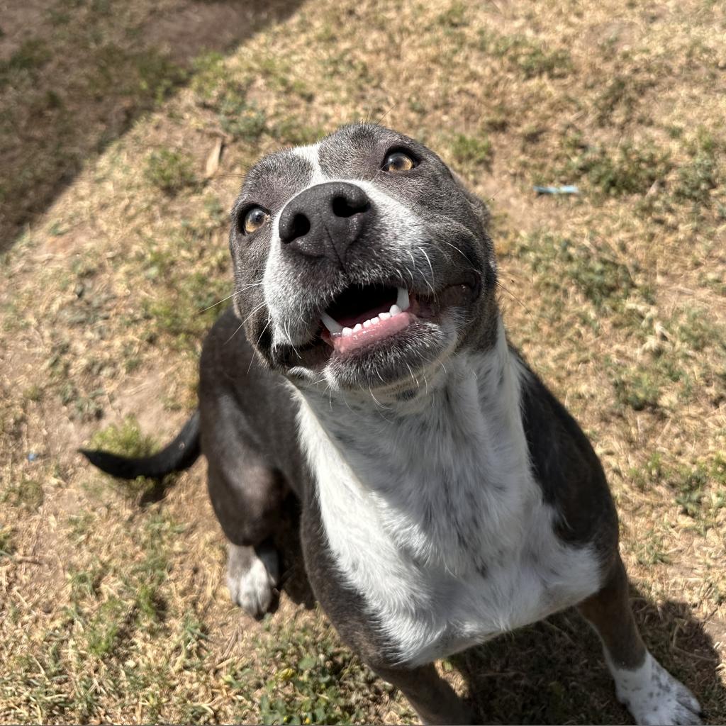 Meet Okra, the delightful 4-year-old American Pit Bull Terrier awaiting her forever family at <a href="/pvastx/">Palm Valley Animal Society</a>'s Trenton Center. 🐶 Okra's calm demeanor brightens every room, &amp; nothing brings her more joy than snuggles &amp; tasty treats! 🦴 Contact (956) 686-1141 for more info on this pup!