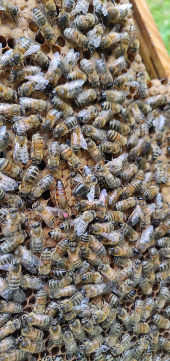 dhrishikesh's tweet photo. Happy ‘World Bee Day’ from @FarlamHall WBC hive. Queen is looking healthy and active & proud to show her pink dot.
#worldbeeday #farlamhall #michelinstar
#hardworkisfun #teamfarlamhall https://t.co/xx7cOaMhUQ