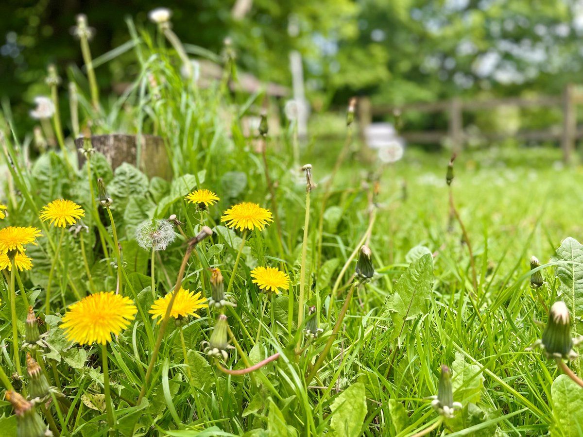 🐝 Today is World Bee Day, the perfect time to tell you about how we want to help bees in our borough. ❤️ 

orlo.uk/N3tBq

#WorldBeeDay #Conservation #Gedling #Bees #Environment