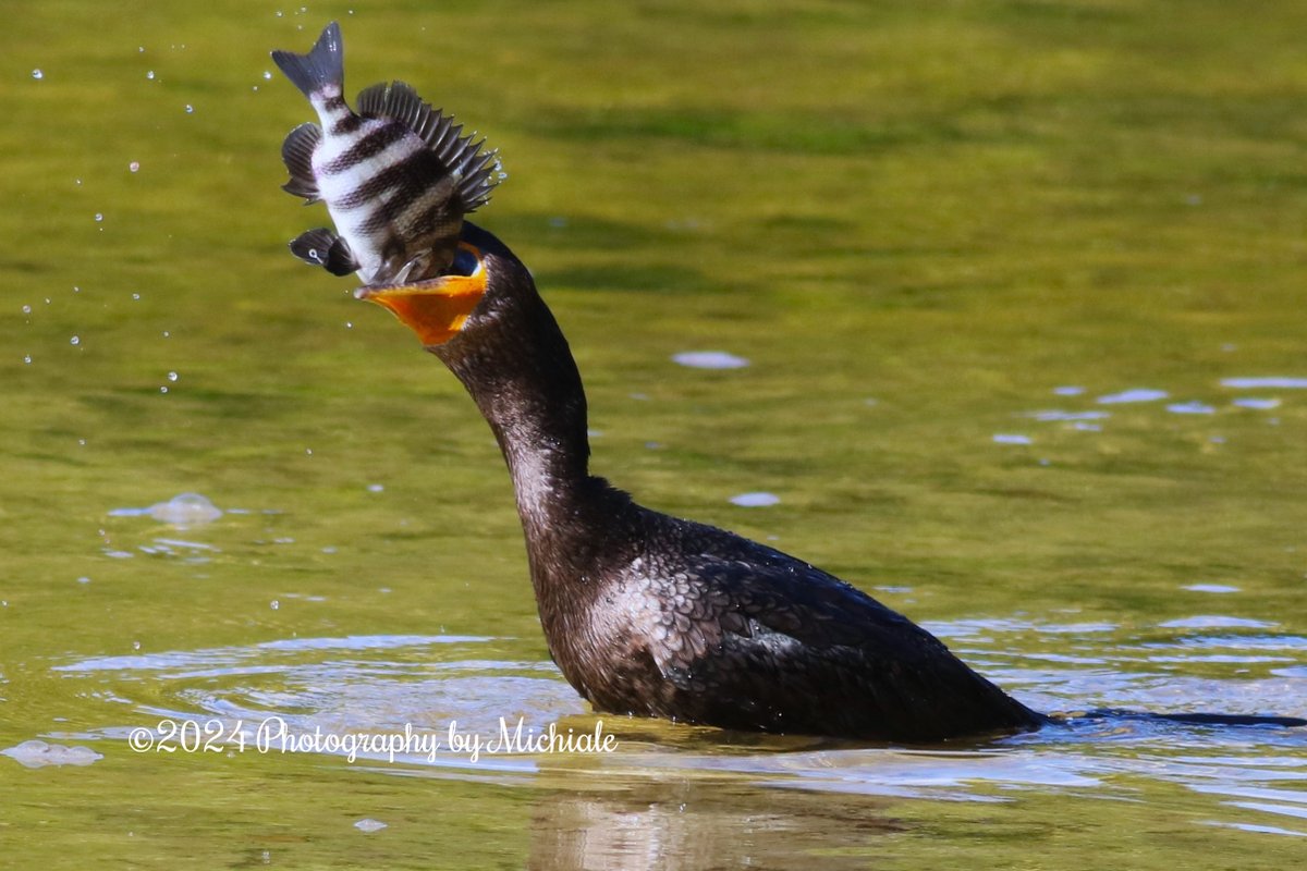'Hobbies include not knowing where I want to eat, but hating all suggestions...' (A cormorant with a fish at Ding Darling Wildlife Refuge on Sanibel Island, Florida)